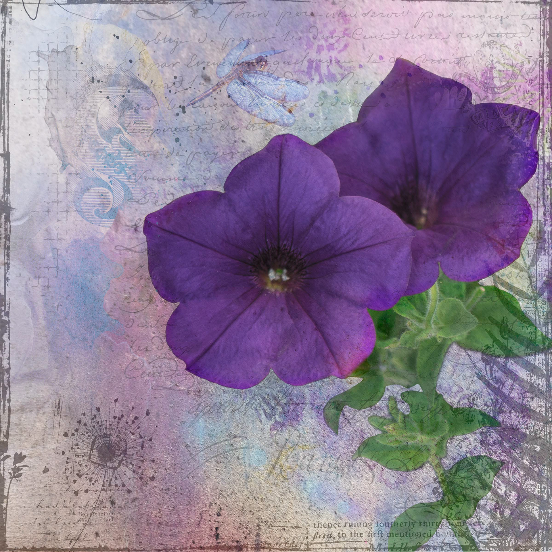 Petunia