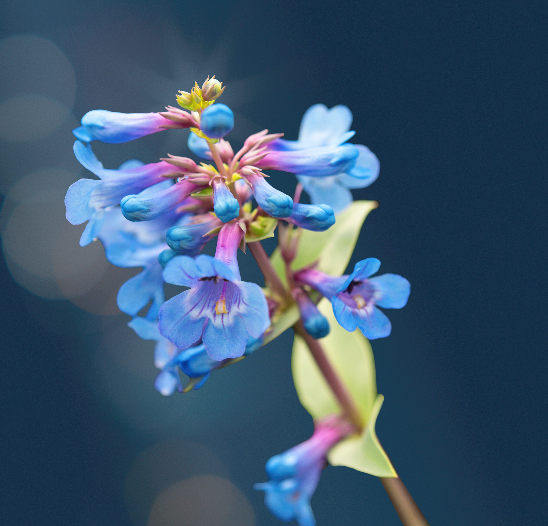 Smooth Blue Beardtongue (Penstemon nitidus)