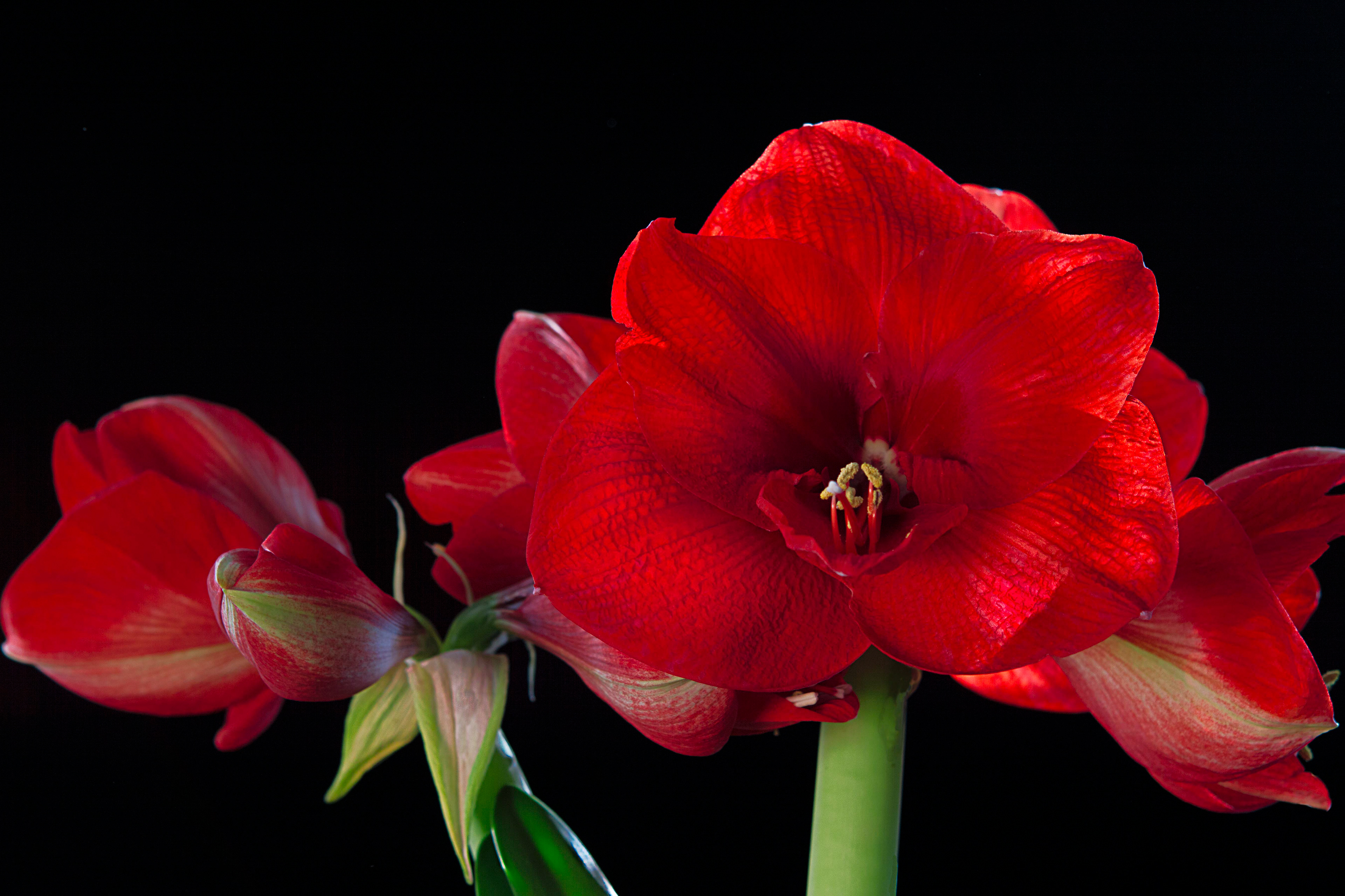 Amaryllis