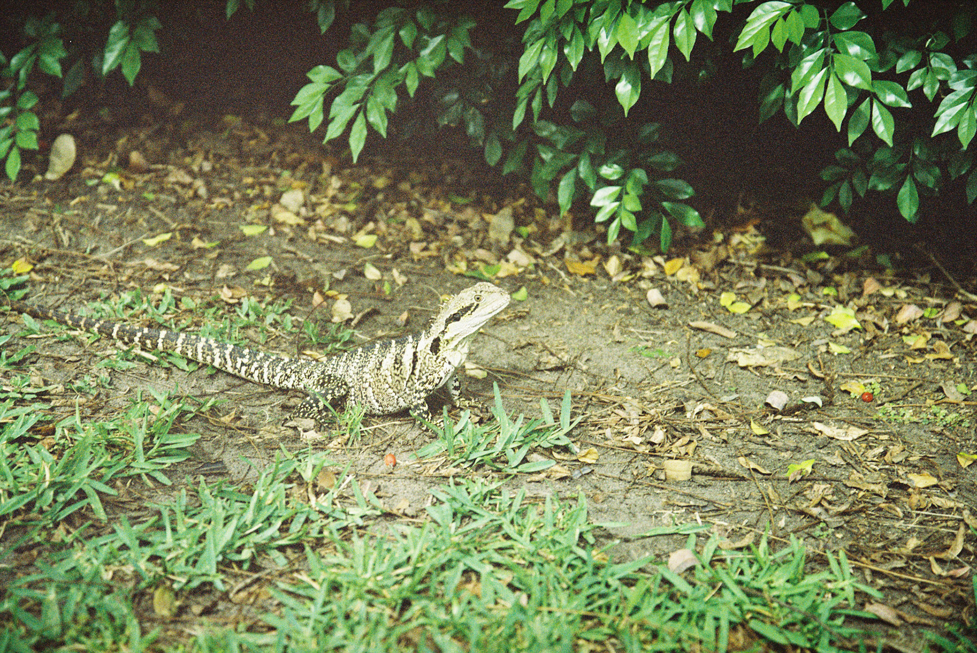 [Expired] Kodak Gold 100