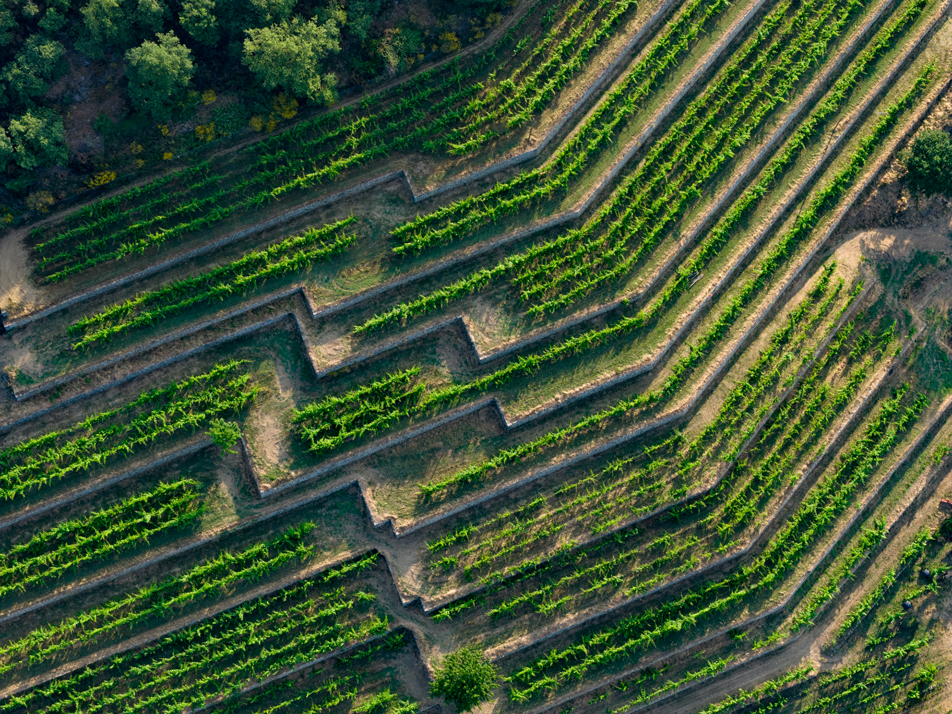 Vigna delle Sanzioni dall'alto. Si nota la perfezione geometrica dei filari delle viti disposti su terrazzamenti sorretti da muri a secco