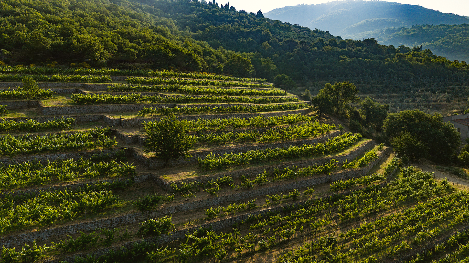 Vigna delle Sanzioni. Si vedono le viti disposte ordinatamente sui terrazzamenti sostenuti dai muri di pietra costruiti a secco