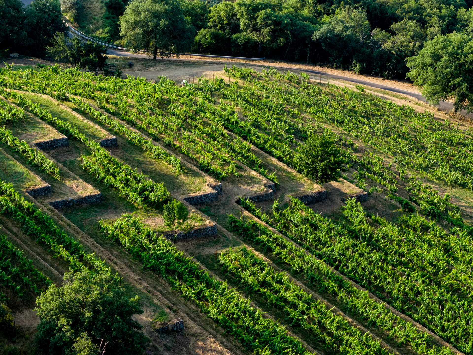 Particolare dei filari delle viti nella Vigna delle Sanzioni