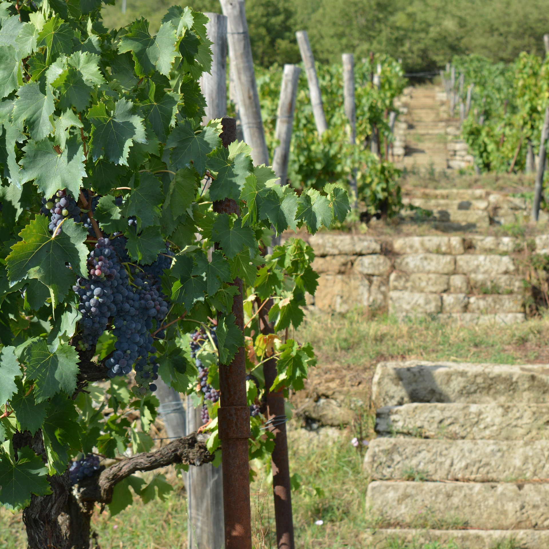Vigna delle Sanzioni. Filari delle viti. Uva. Grande scalinata in pietra