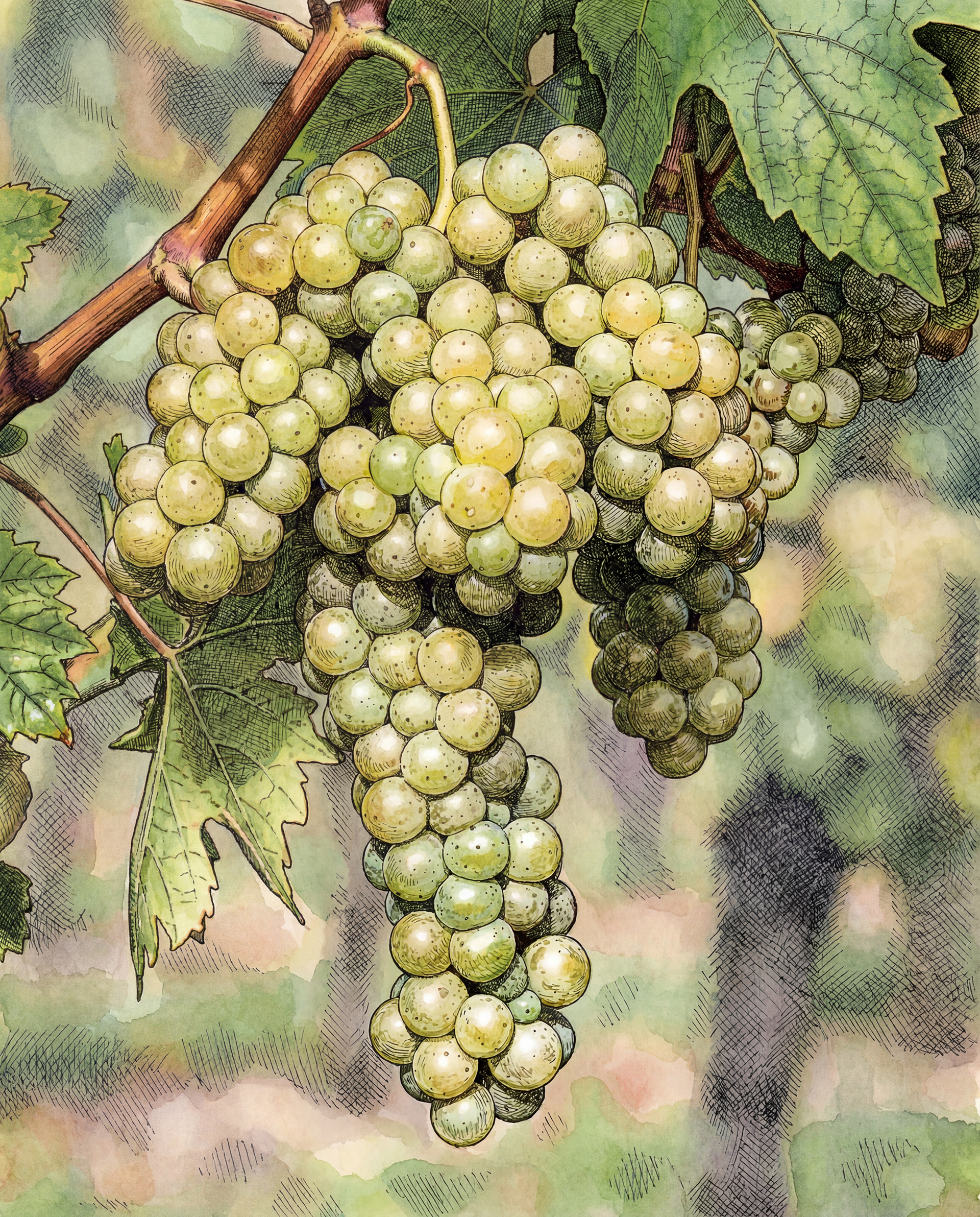 Malvasia Bianca Lunga di Montegonzi