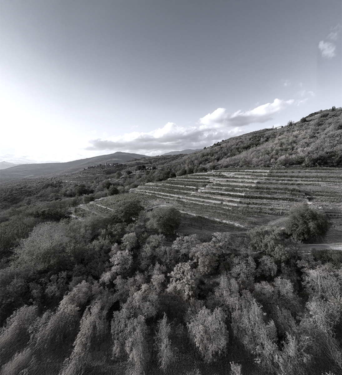 Particolare della Vigna delle Sanzioni vista di lato . In bianco e nero