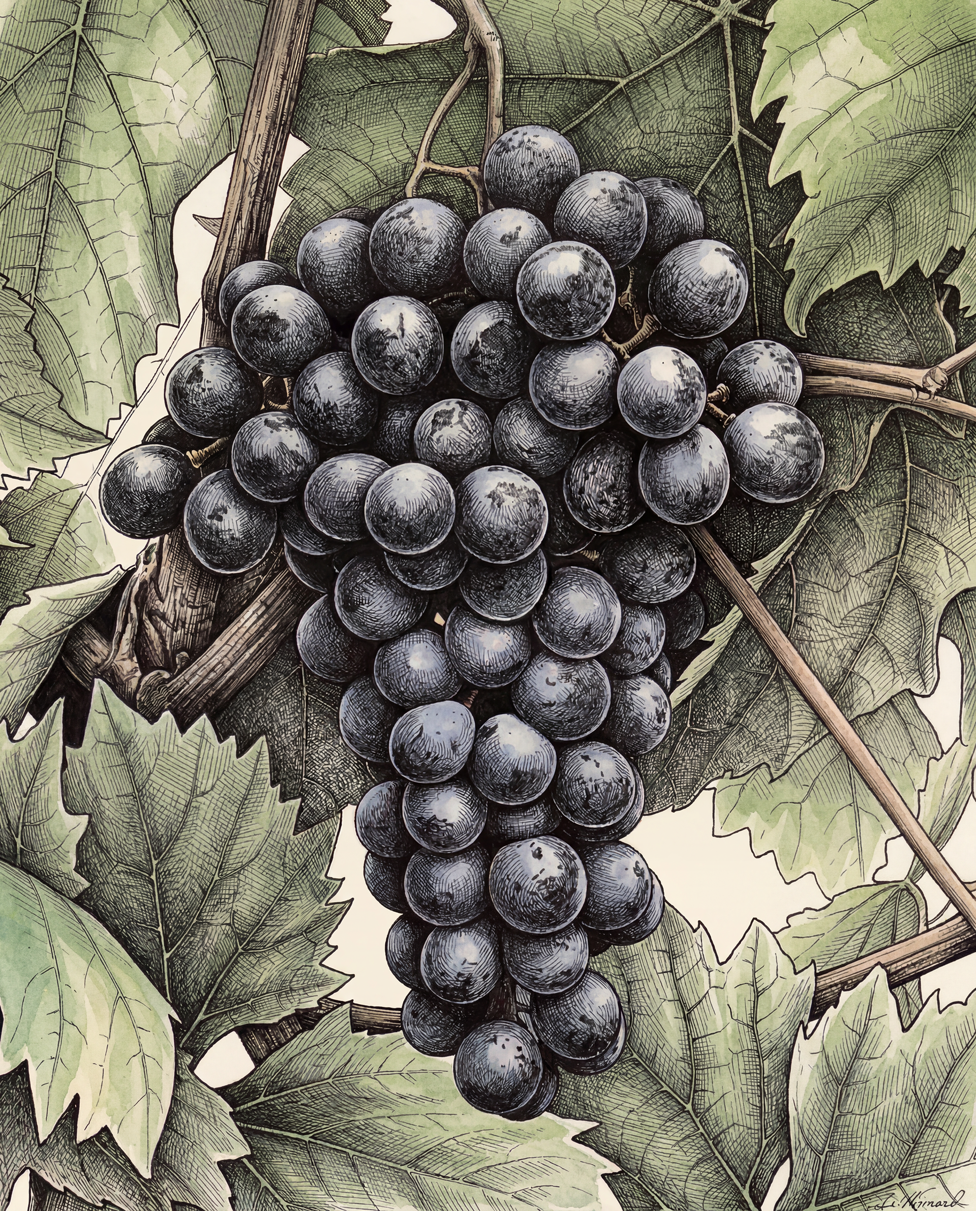 Sangiovese