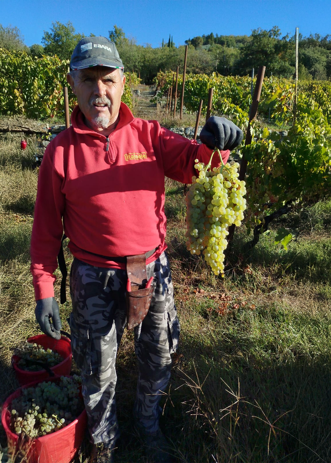 Vendemmia. Grappolo d'uva