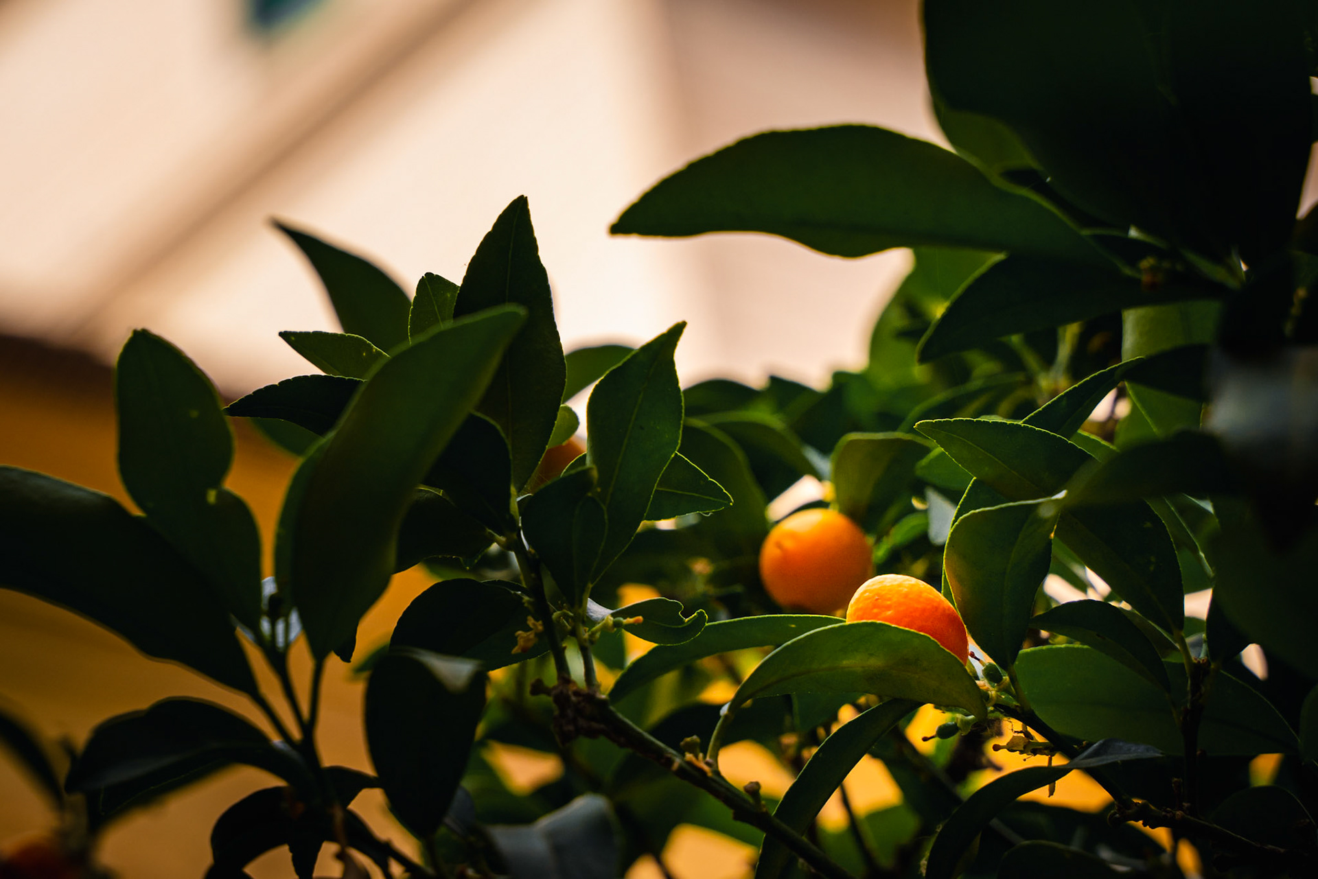 Kumquat tree inside Vatican Museum courtyard