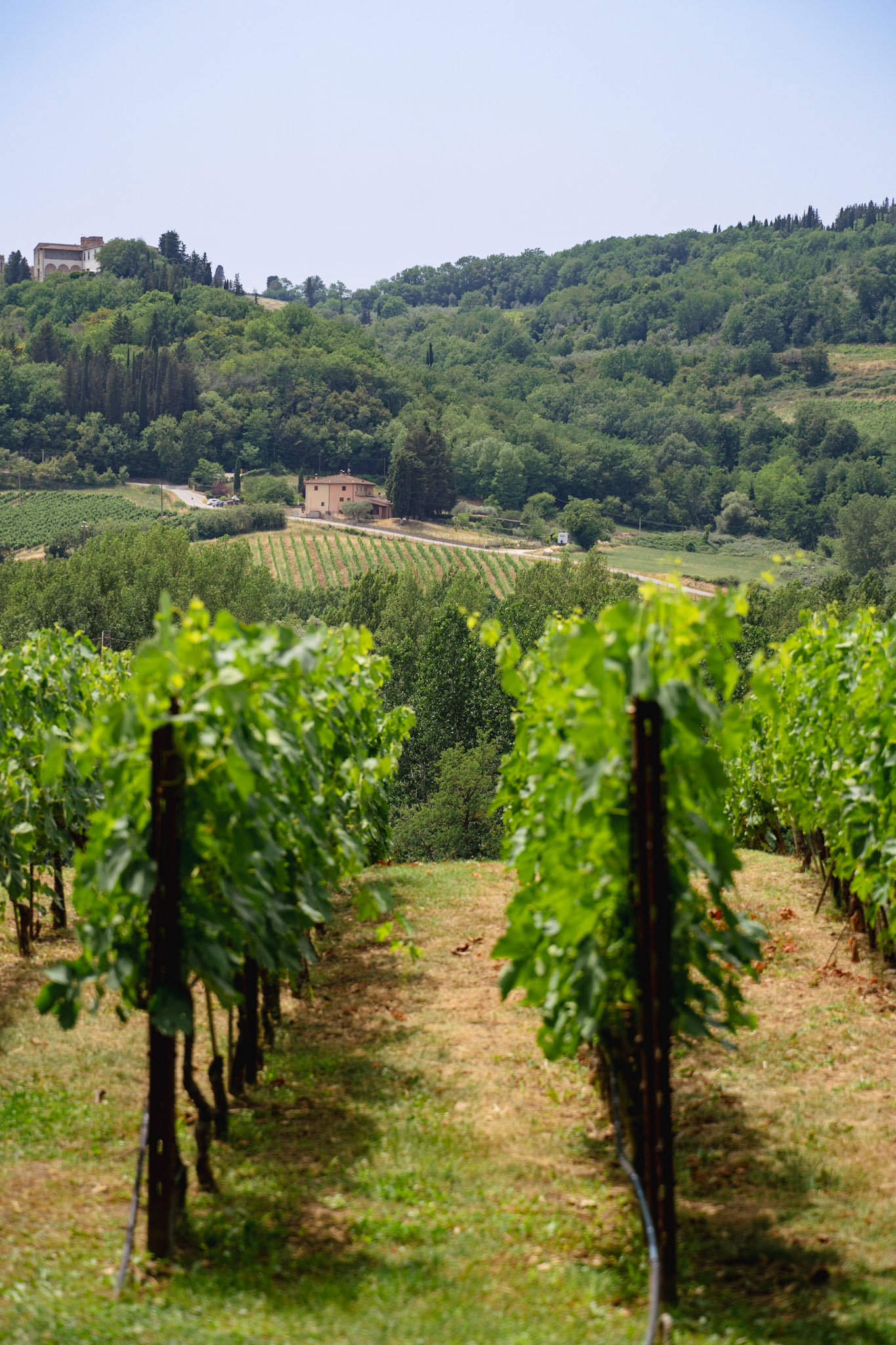 Antinori nel Chianti Classico vineyard