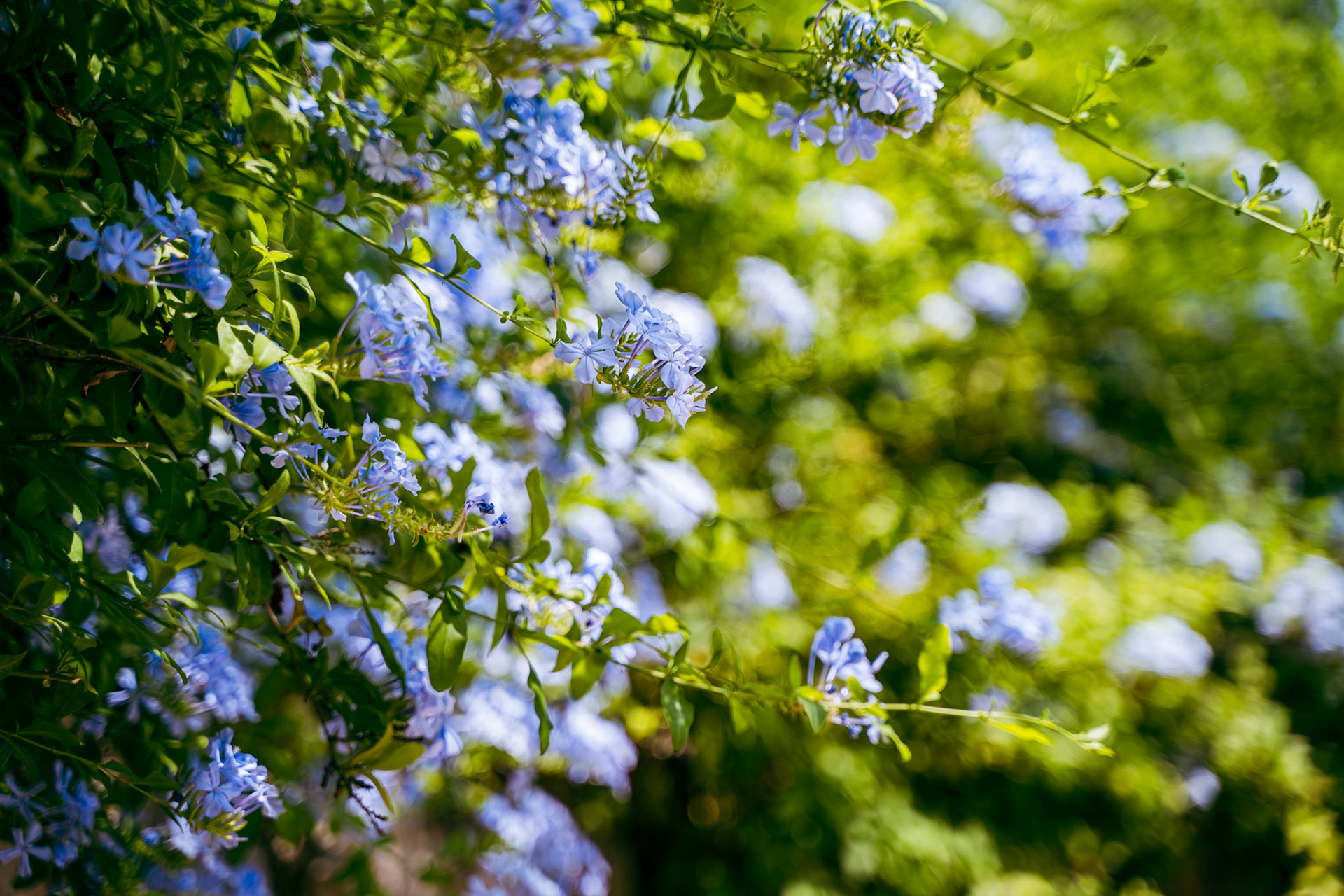 Cape plumbago flowers in Park Güell
