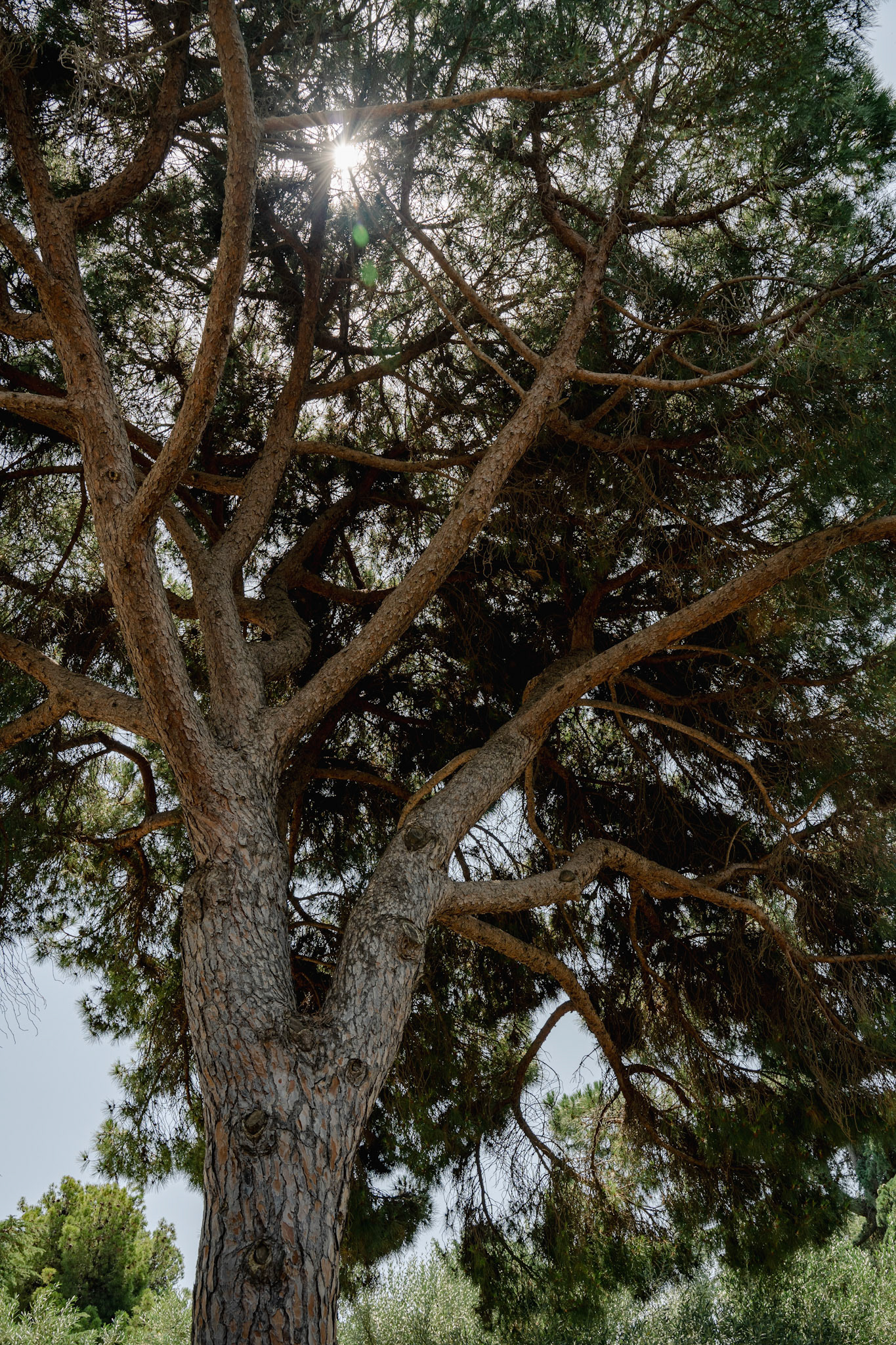 A tree in Park Güell