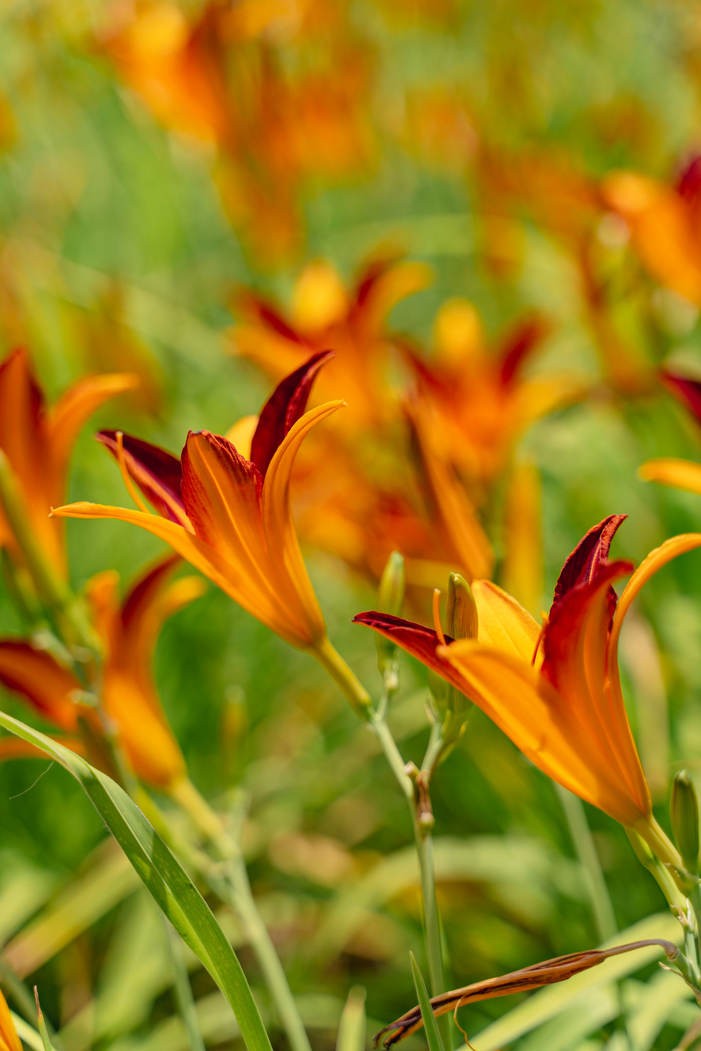 Orange day-lilies in Park Güell