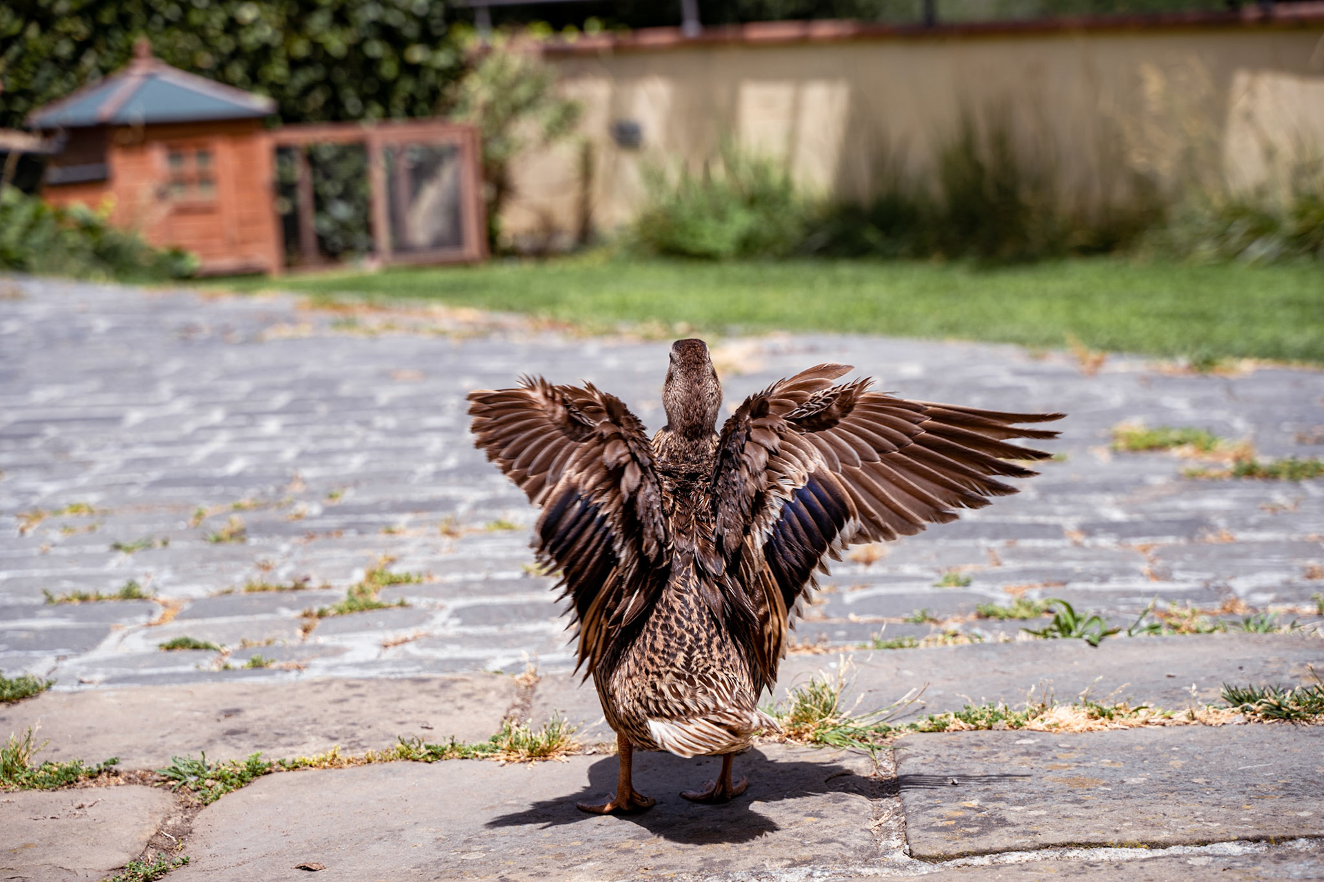 One of Luca &amp; Lorenzo's ducks