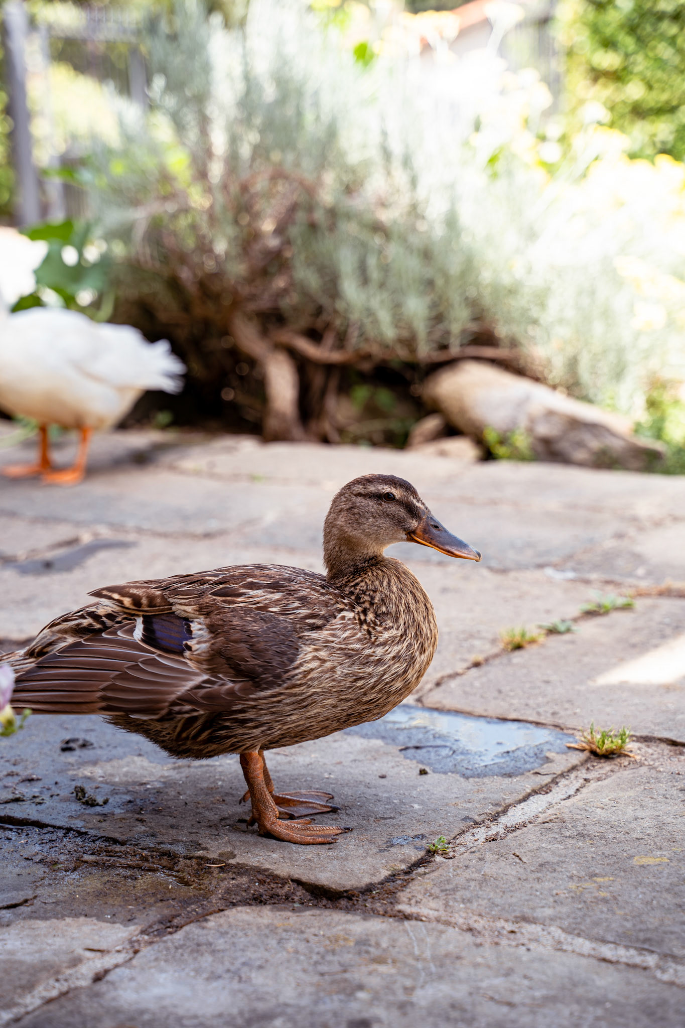 Luca &amp; Lorenzo's ducks