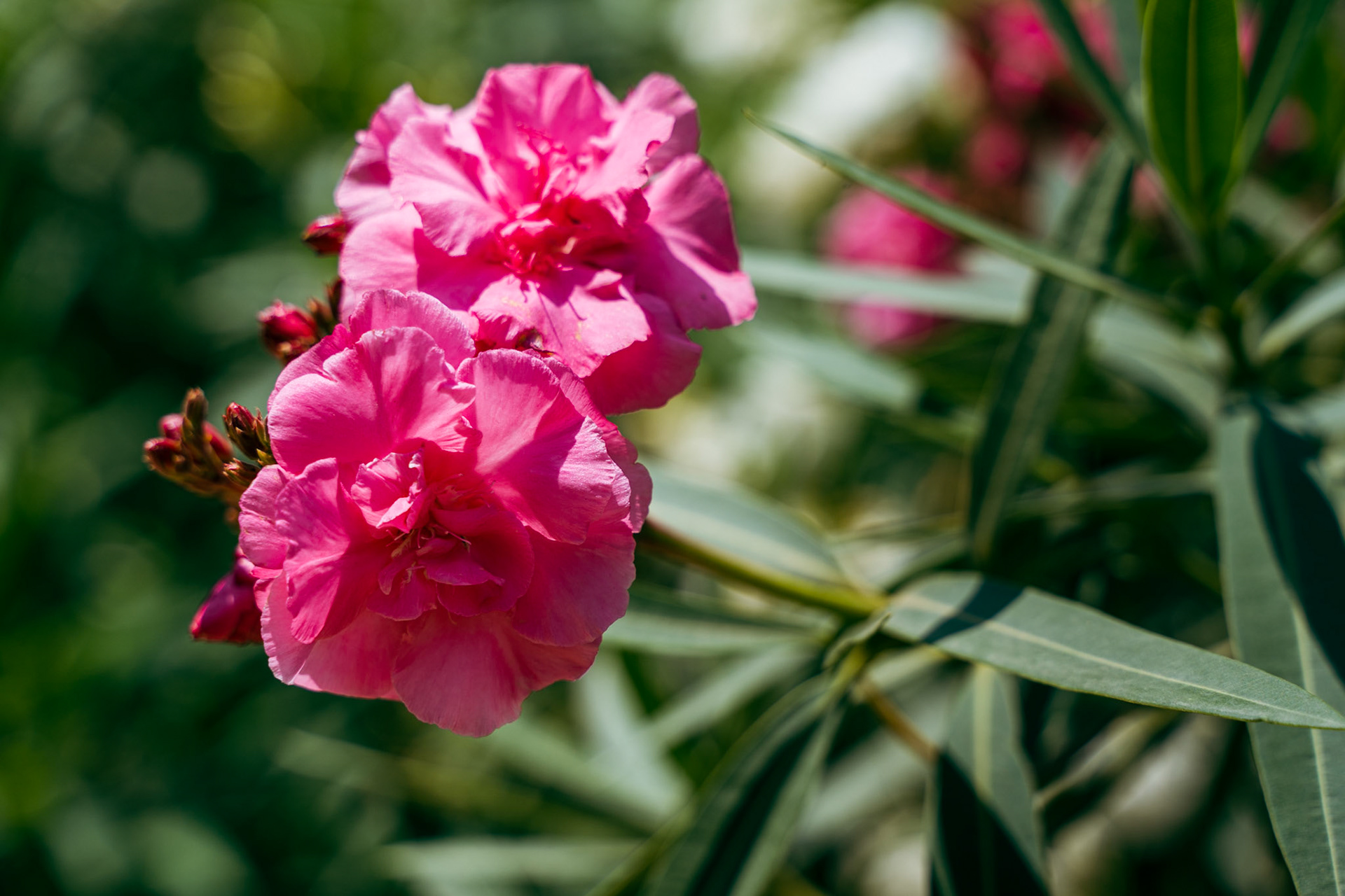 Pink Nerium oleander flowers in Park Güell