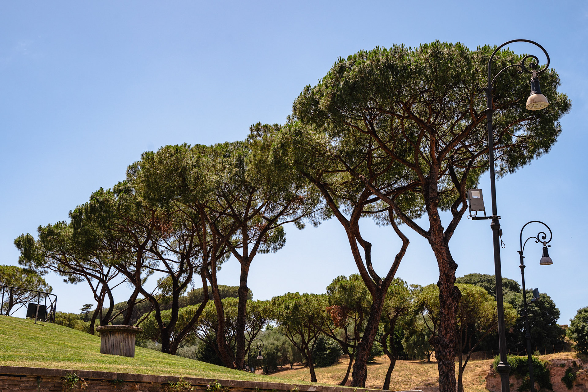 Trees surrounding the Colosseum