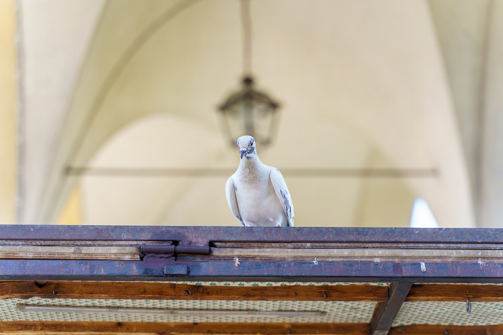 An Italian pigeon on the Ponte Vecchio, the Covered Bridge
