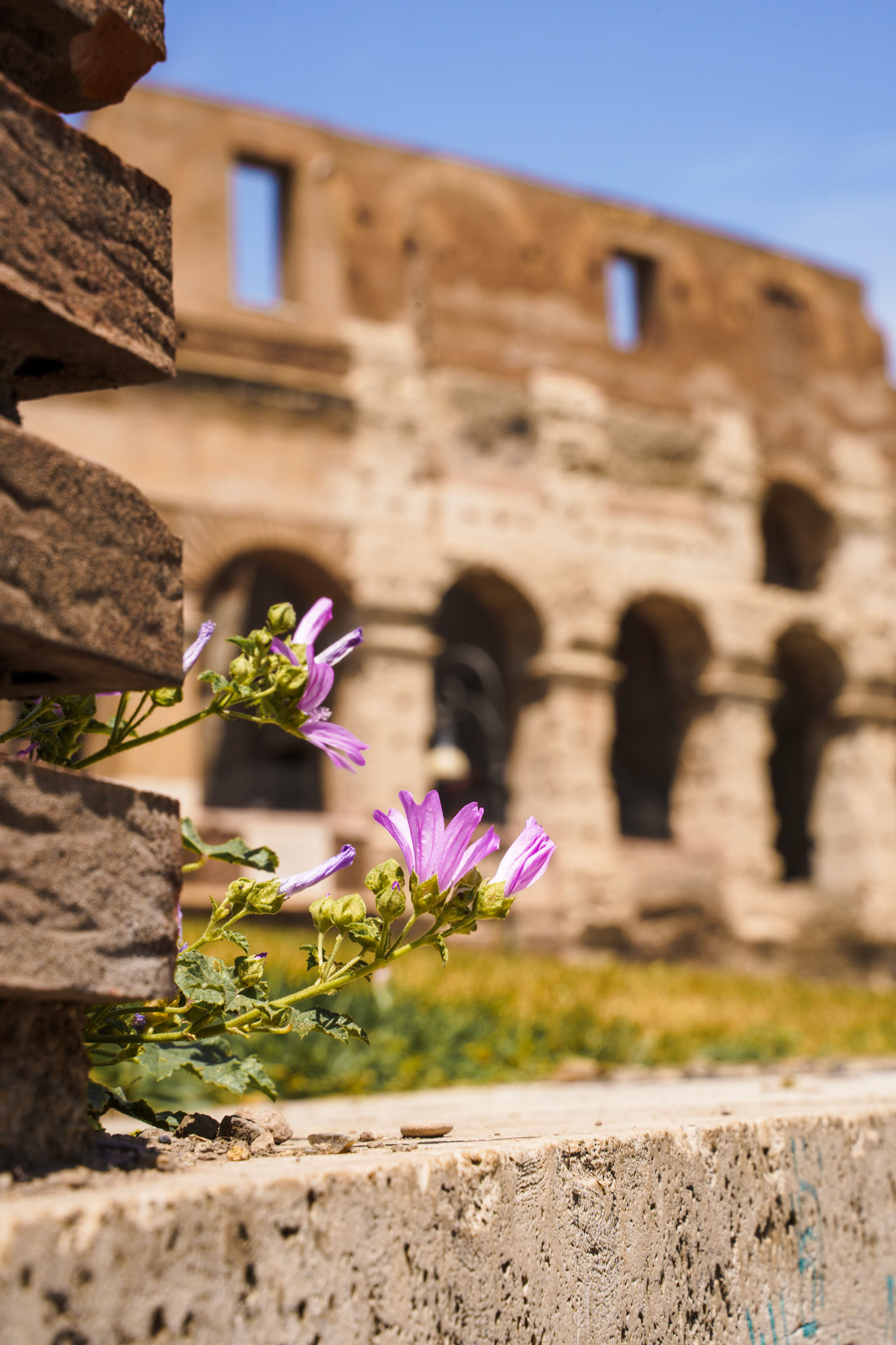 Flowers in front of the Colosseum
