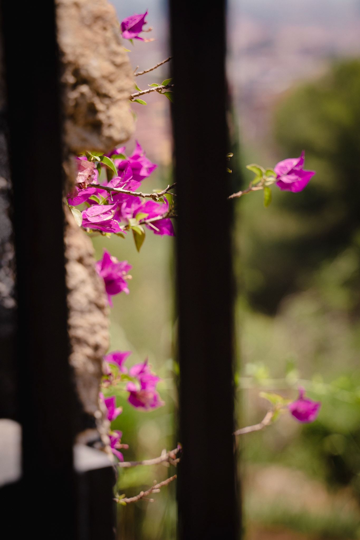 A Bougainvillea vine in Park Güell