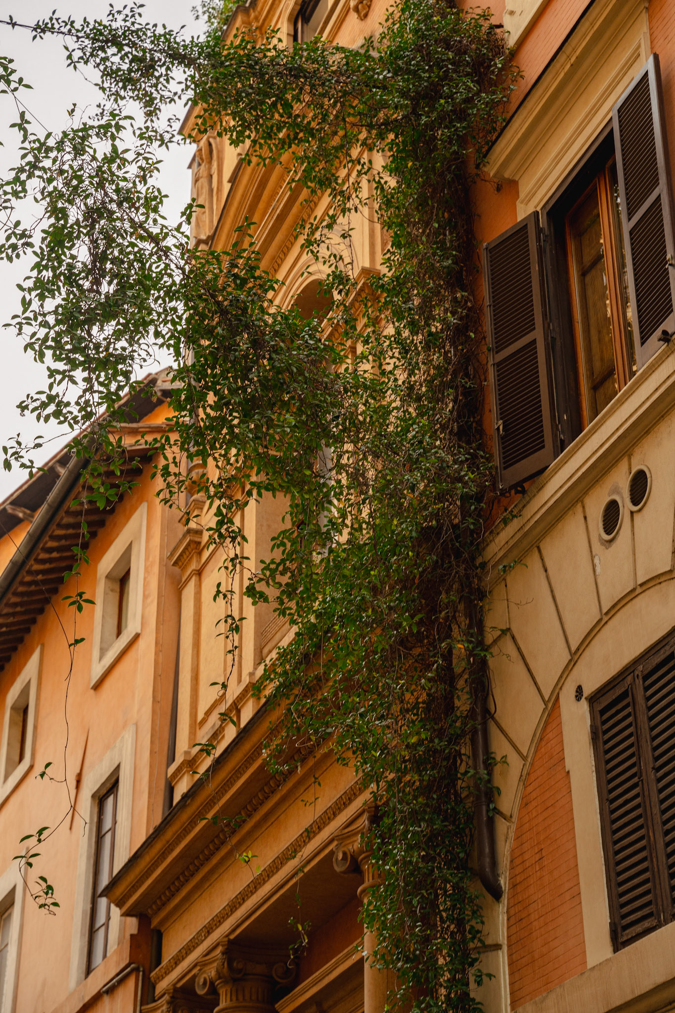 Vines growing up the side of a building on the streets of Rome