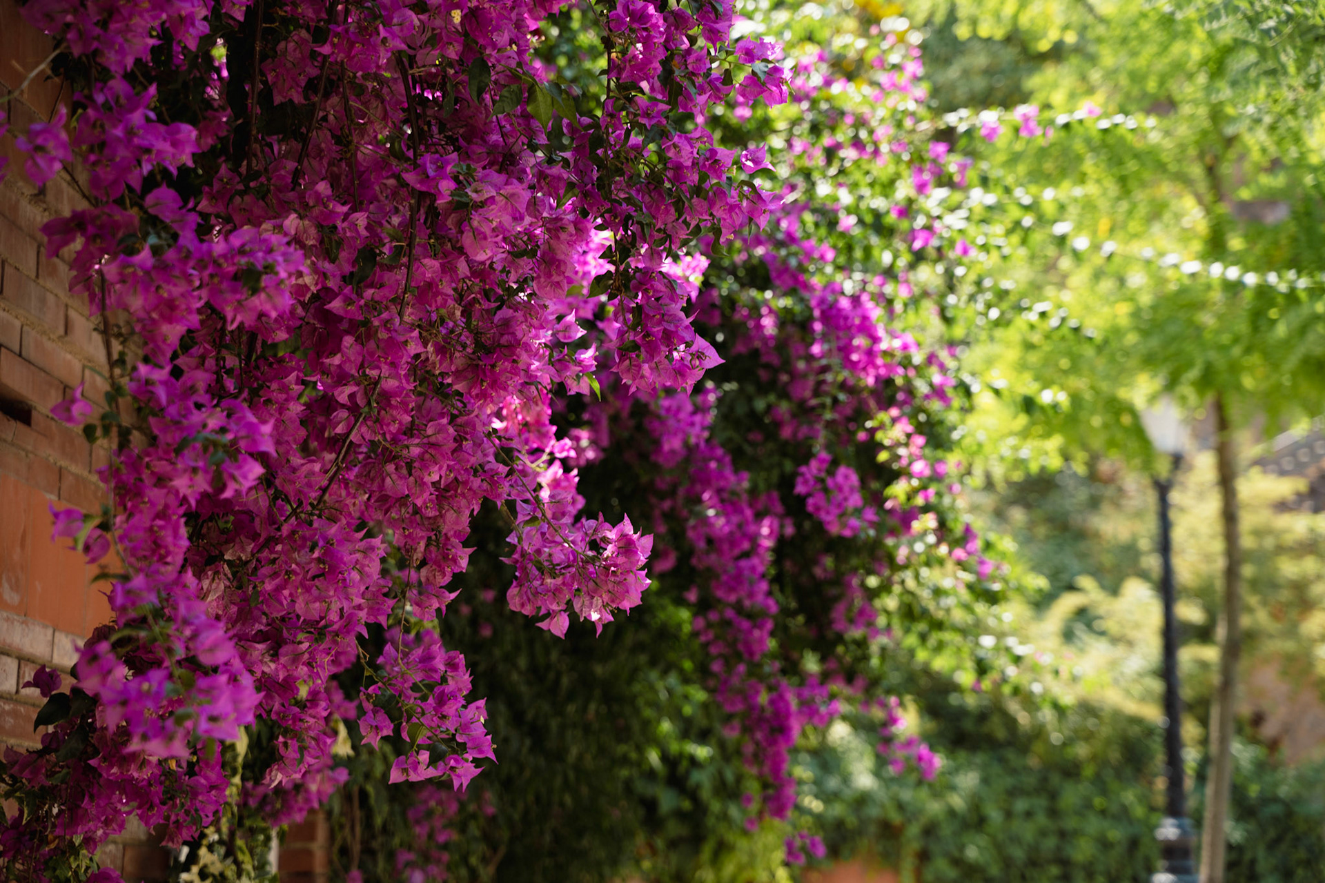 Bougainvillea flowers outside Park Güell