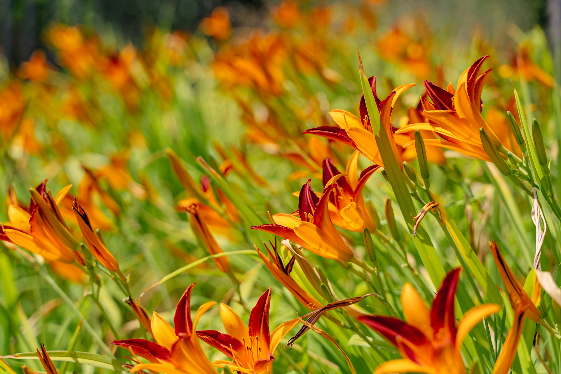 Orange day-lilies in Park Güell