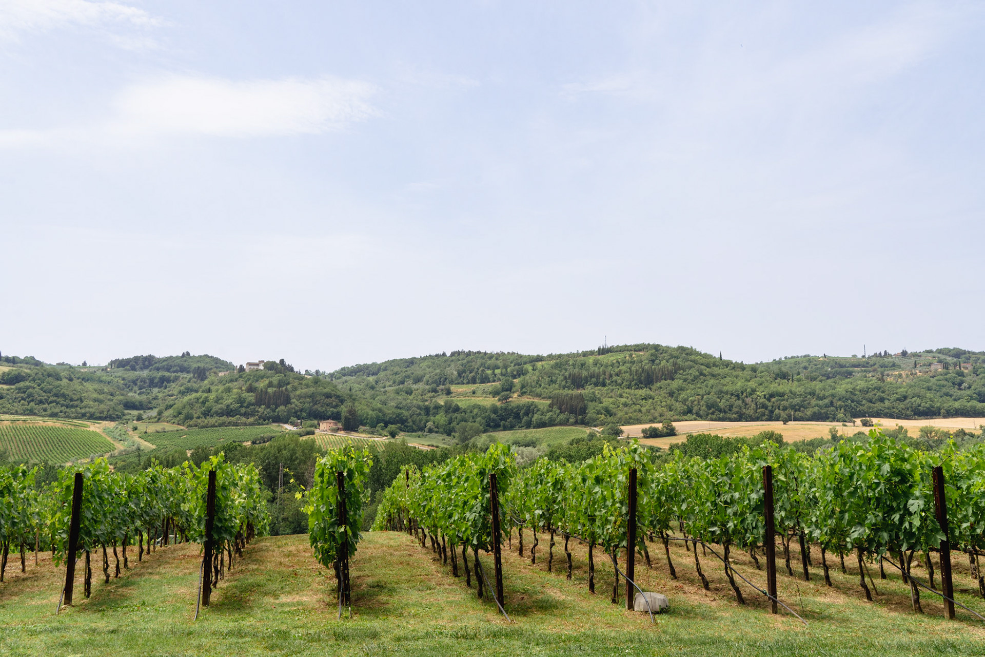 Antinori nel Chianti Classico vineyard