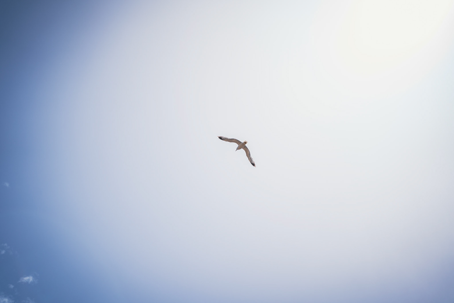 An Italian seagull flying