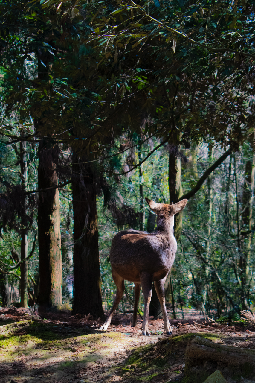 Parc de Nara - Japon - 2024
