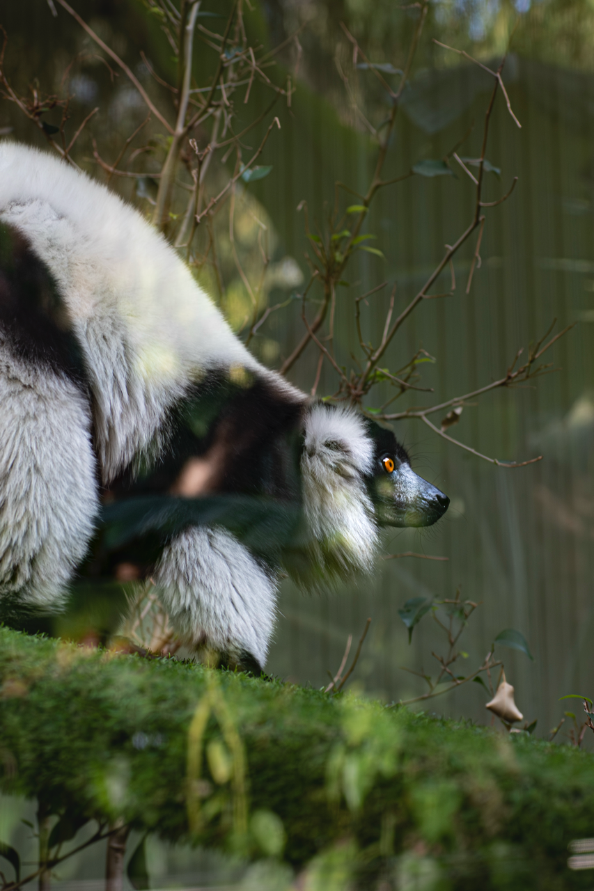 Zoo de Perth - Australie - 2024 