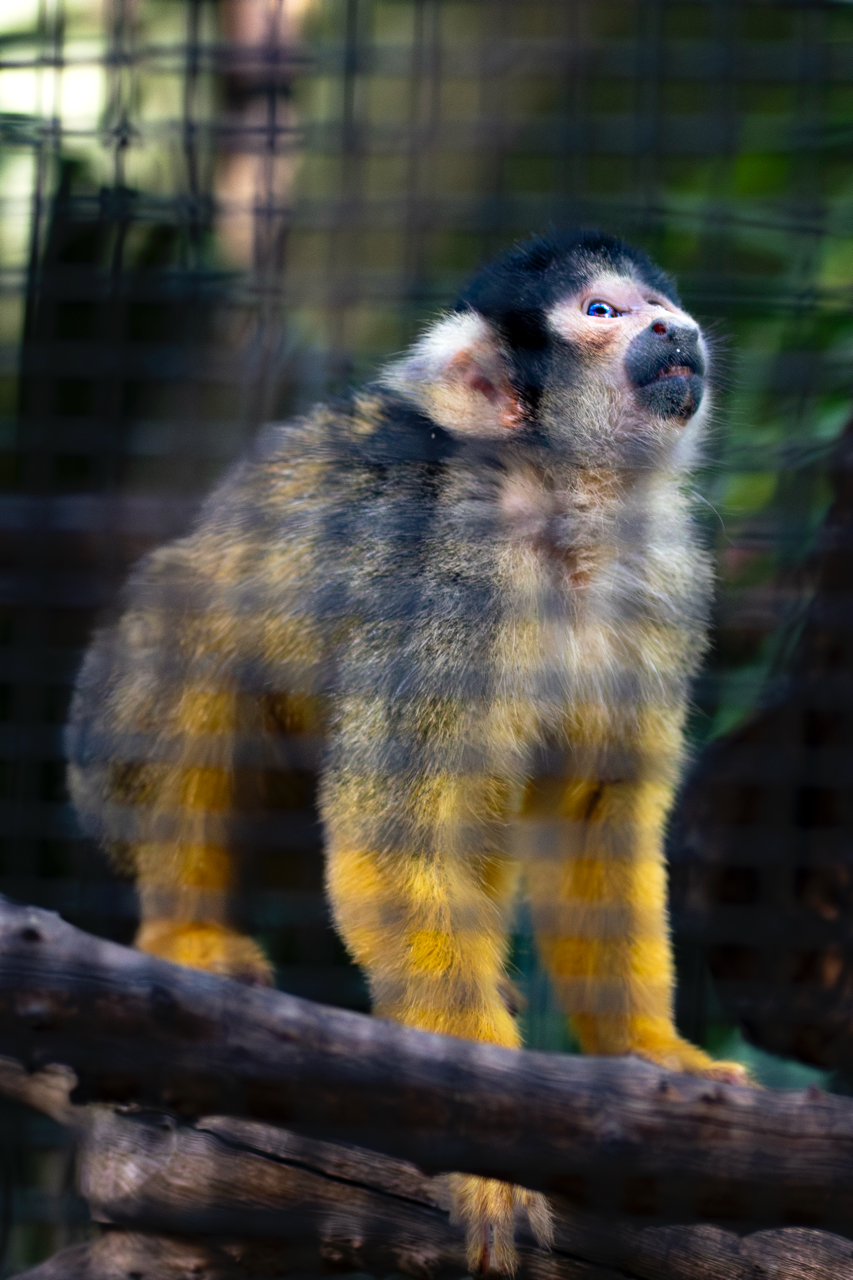 Zoo de Perth - Australie - 2024 