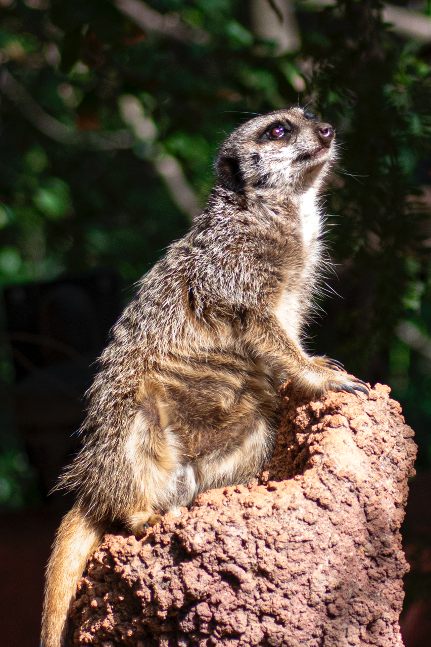 Zoo de Perth - Australie - 2024 