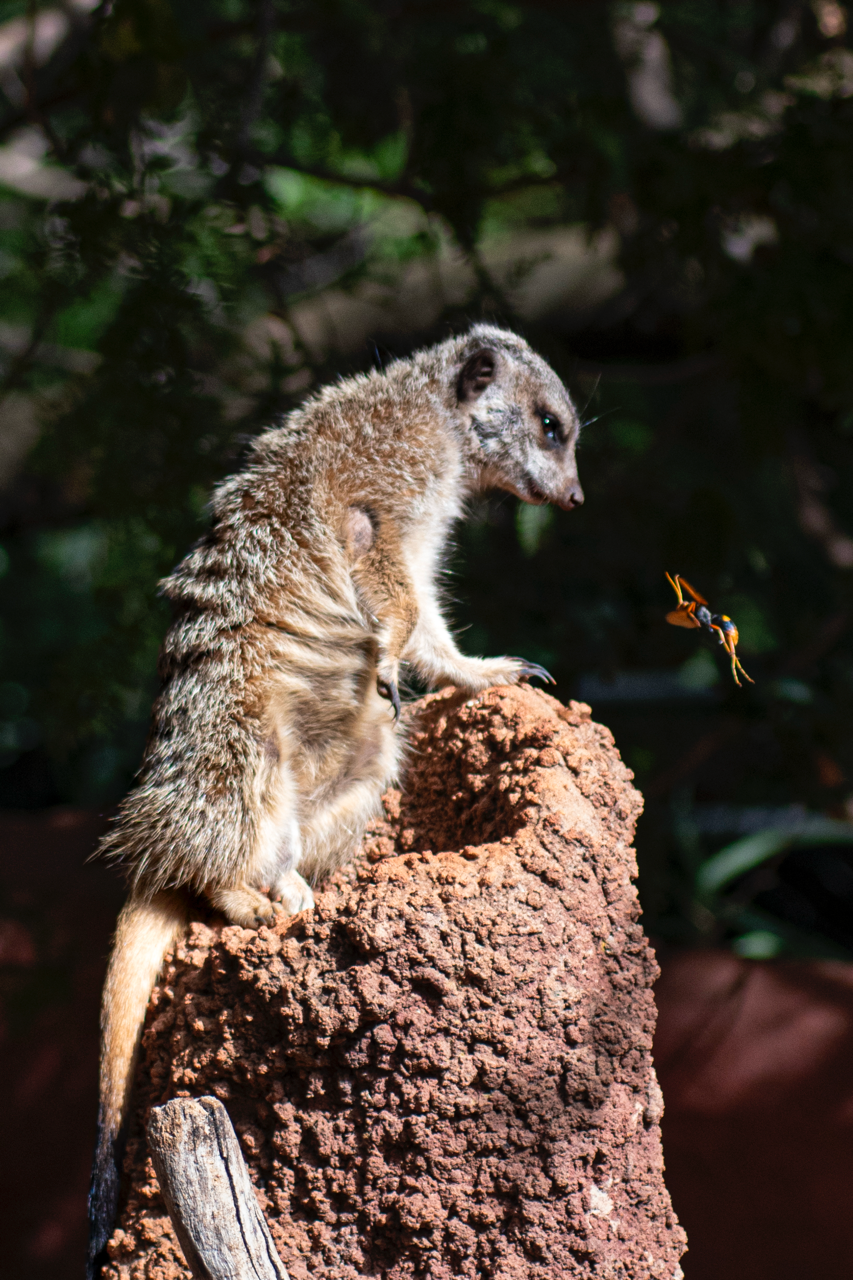 Zoo de Perth - Australie - 2024 