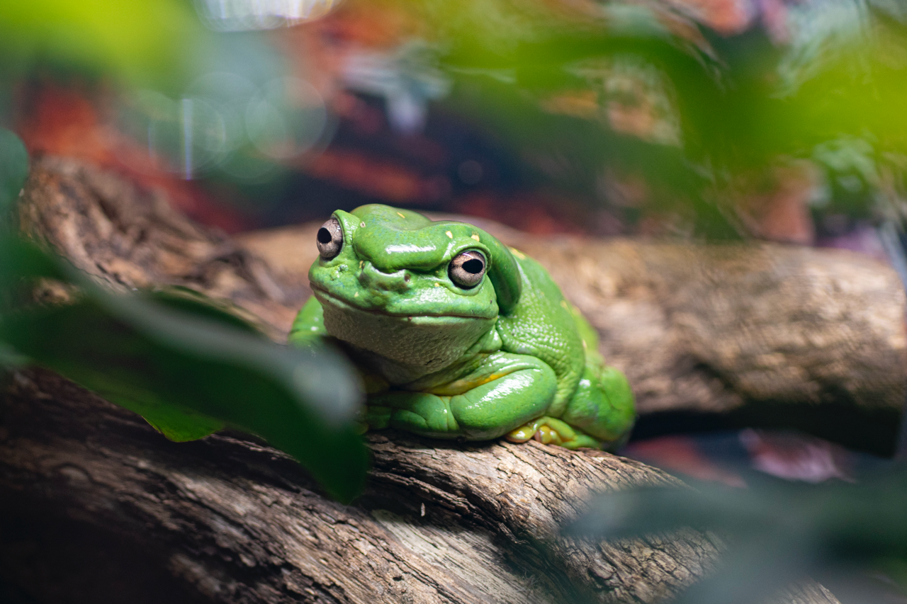 Zoo de Perth - Australie - 2024 
