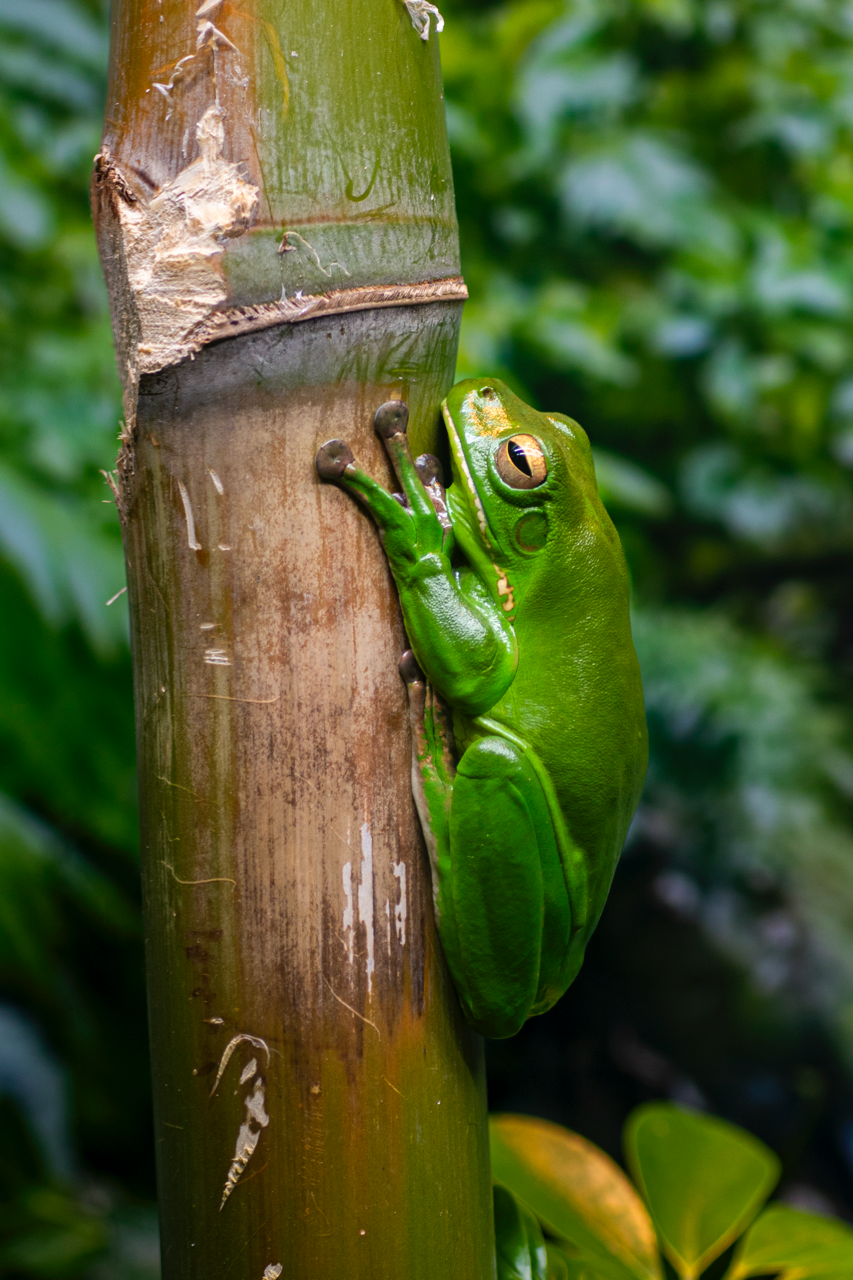 Zoo de Perth - Australie - 2024 
