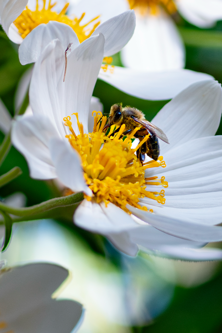 Zoo de Perth - Australie - 2024 