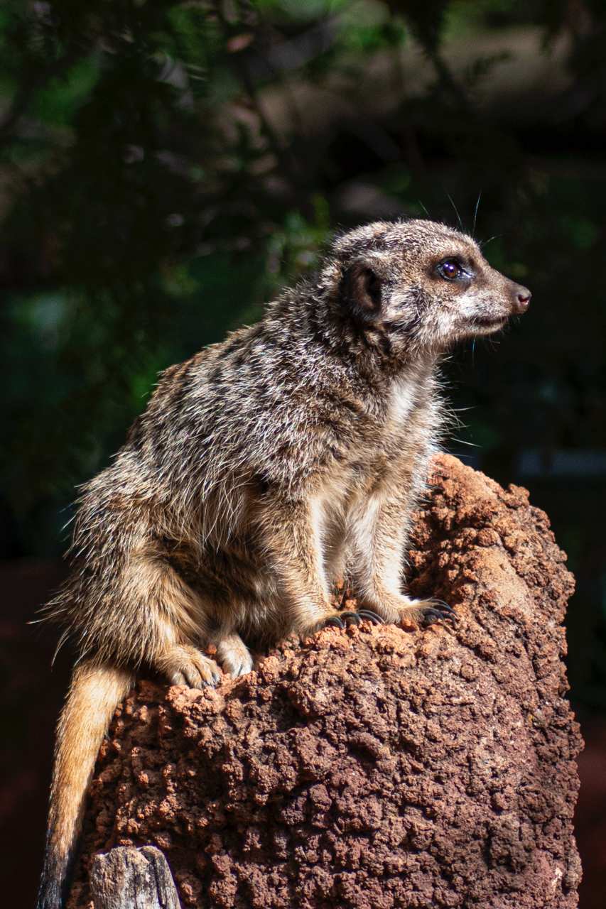 Zoo de Perth - Australie - 2024 