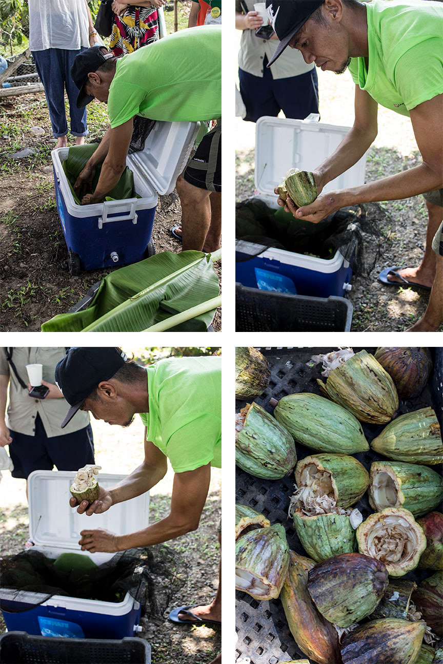 Small scale cacao fermentation technique