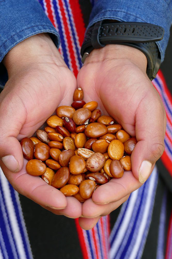 Giant Amazon Bean