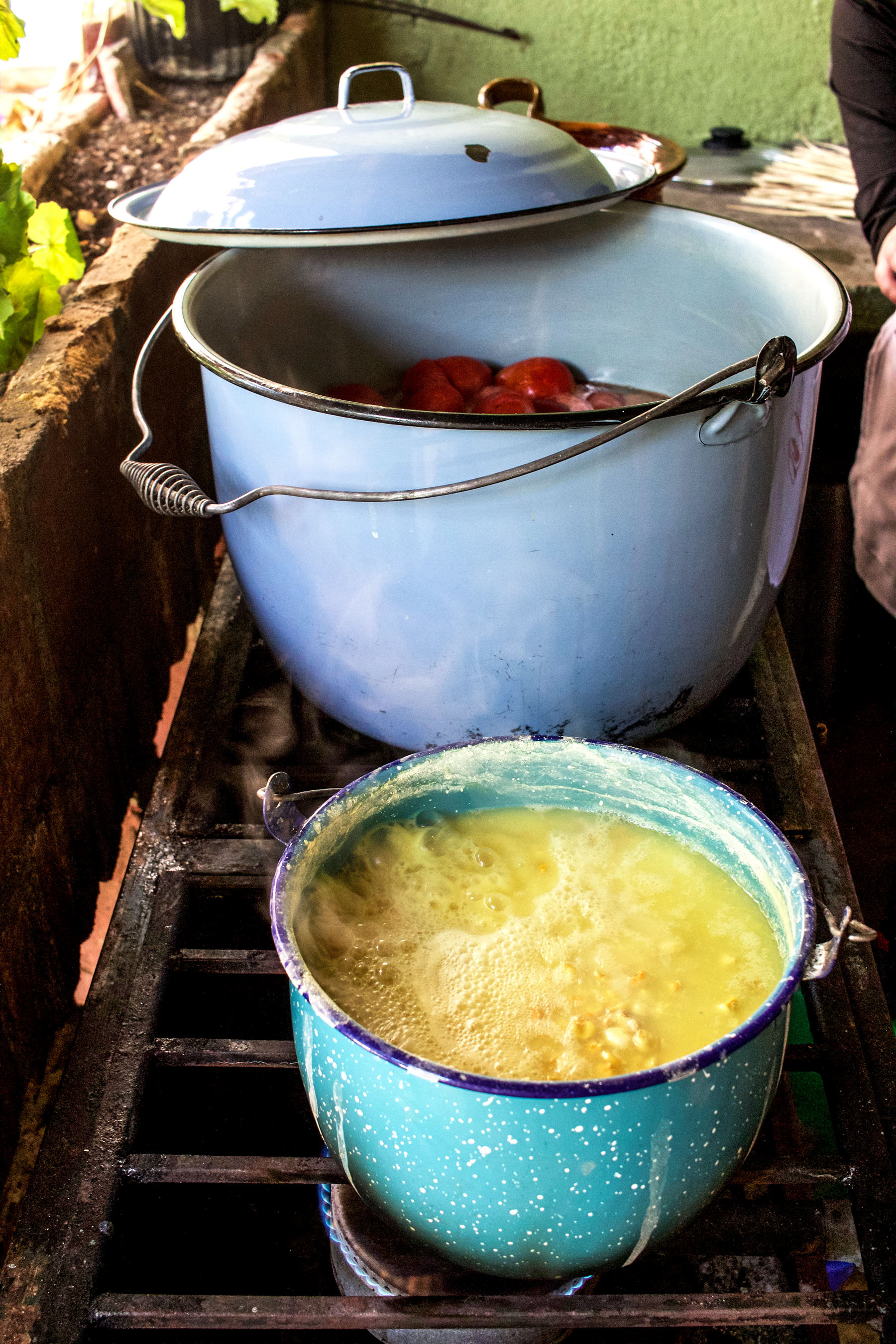 Corn for tortillas