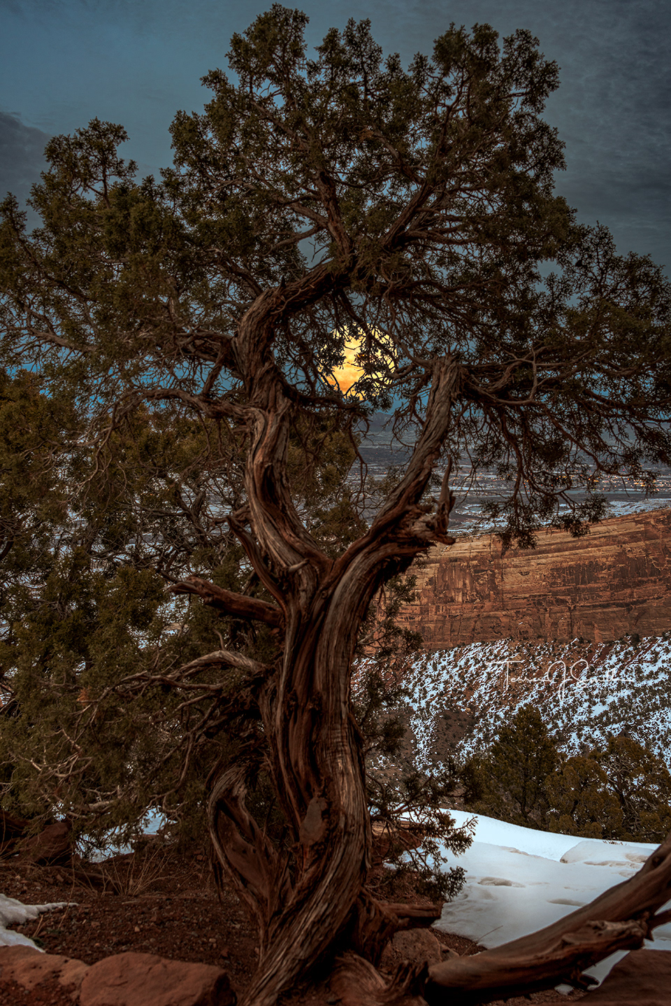 The full Wolf Moon thought this tree was gnarly, man!