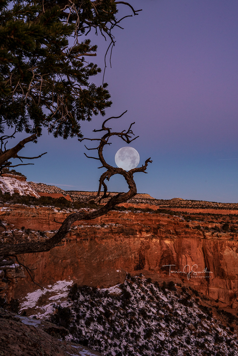 Full Moon Cradled by Dracona