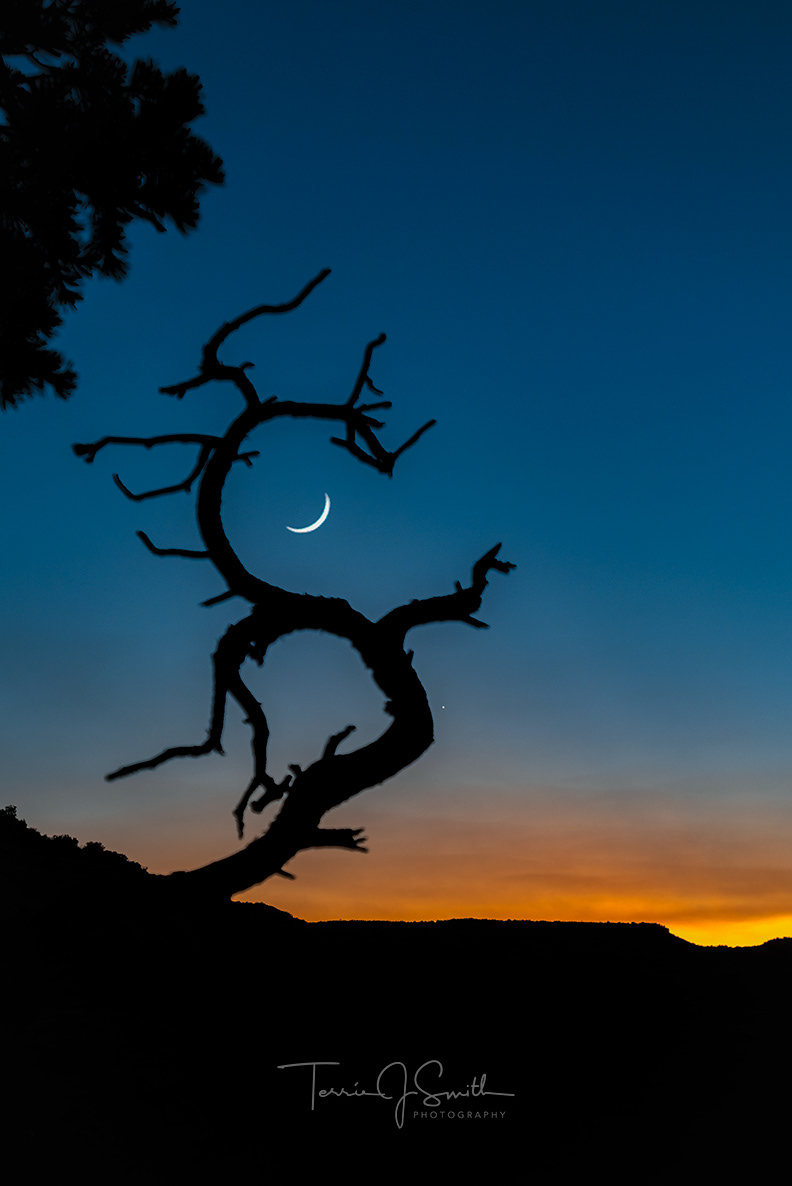 Dracona Showcasing the Crescent Moon