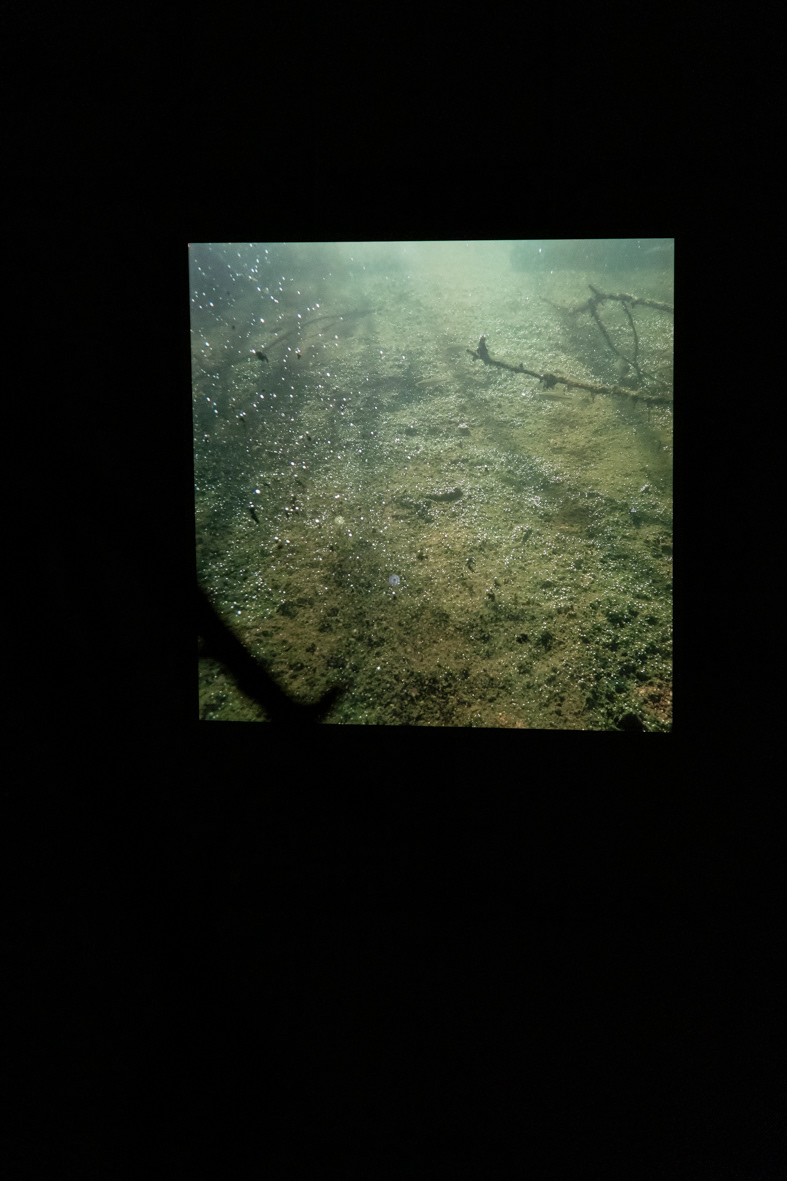 Silurus glanis - impression sur film rétroéclairée