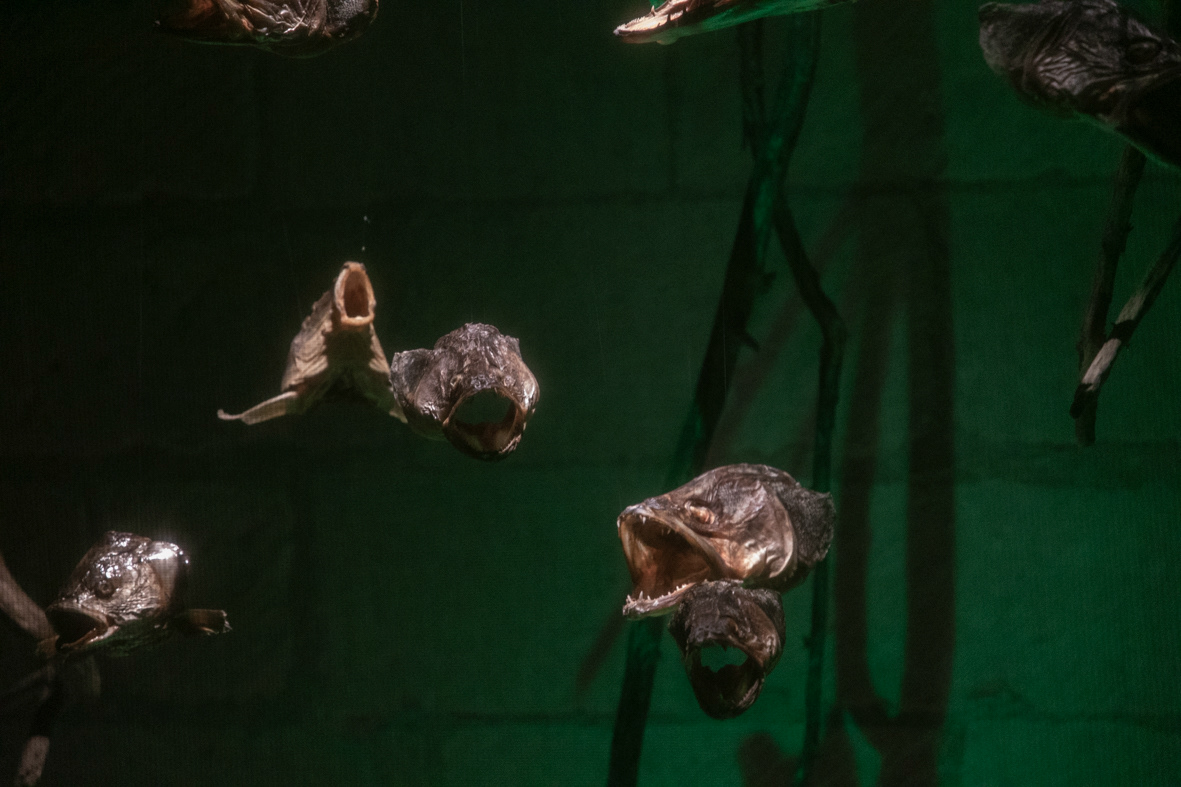 Silurus glanis - installation