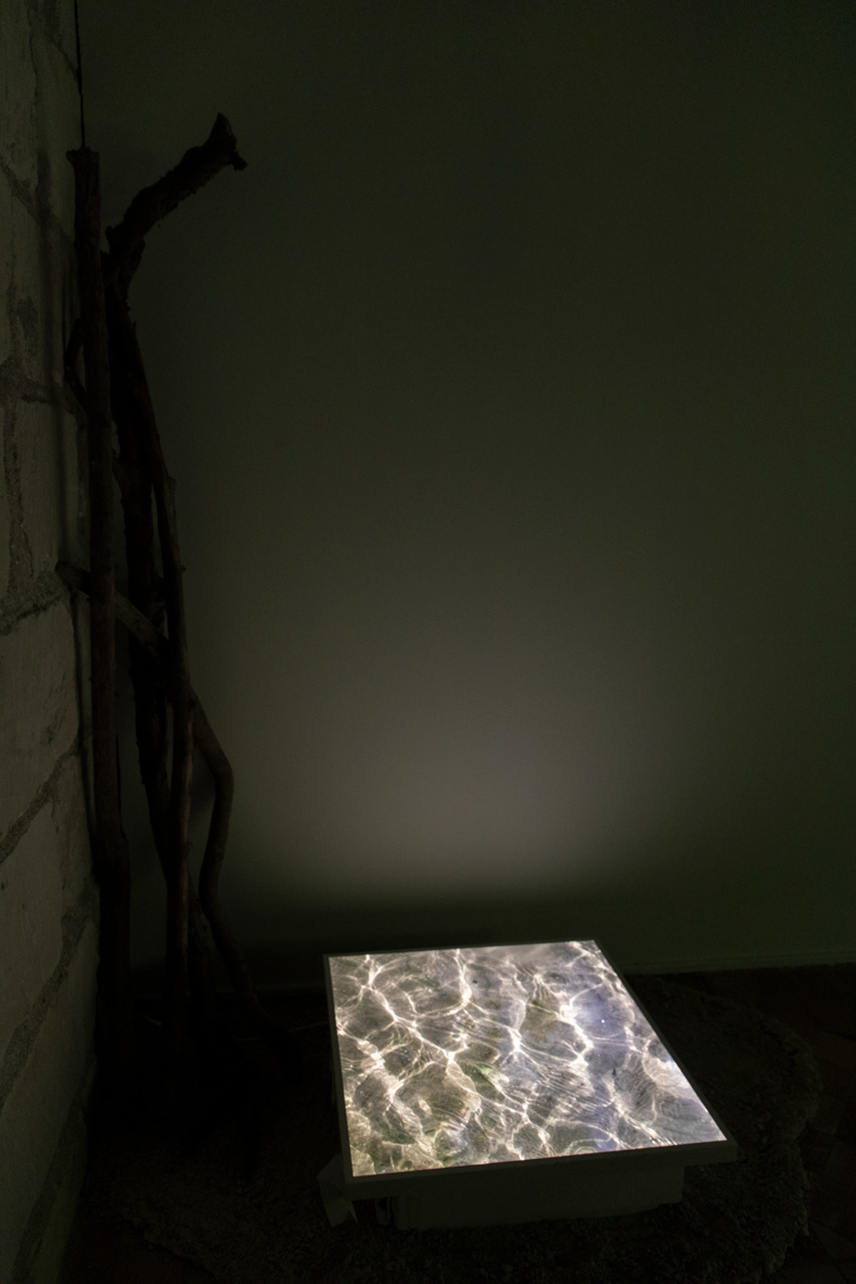 Silurus glanis - installation photographique et sonore (tirages rétro-éclairés, visionneuse stéréoscopique, têtes de poisson, branchages)