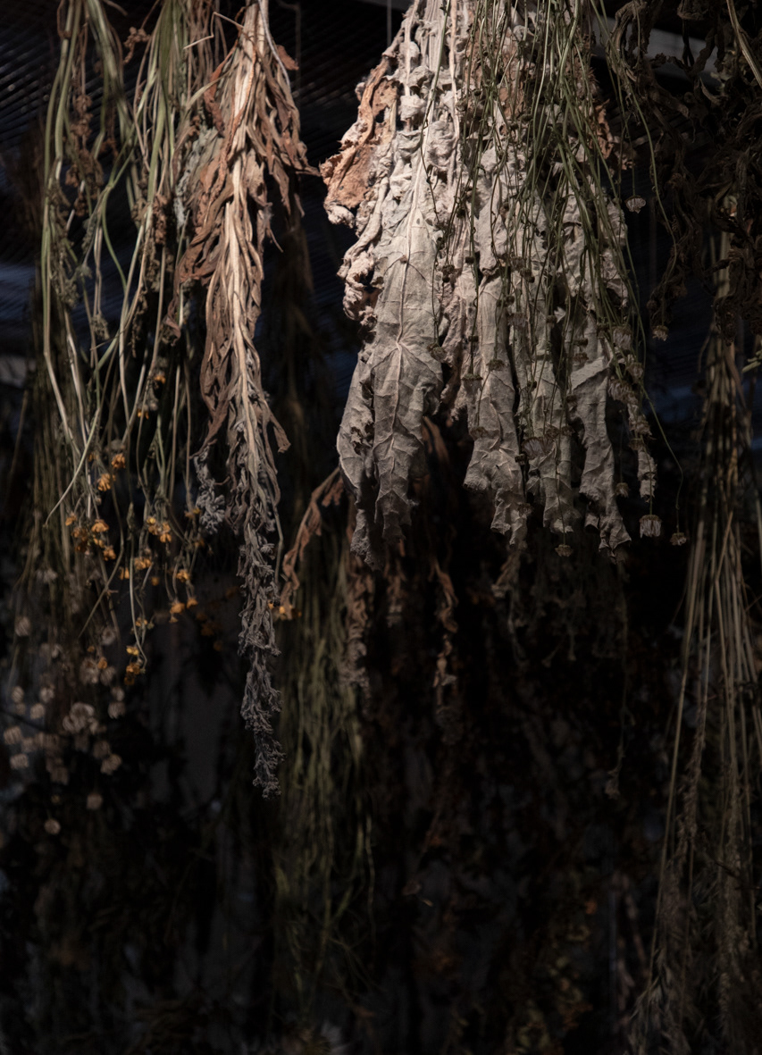 Herbier de circonstance - détail