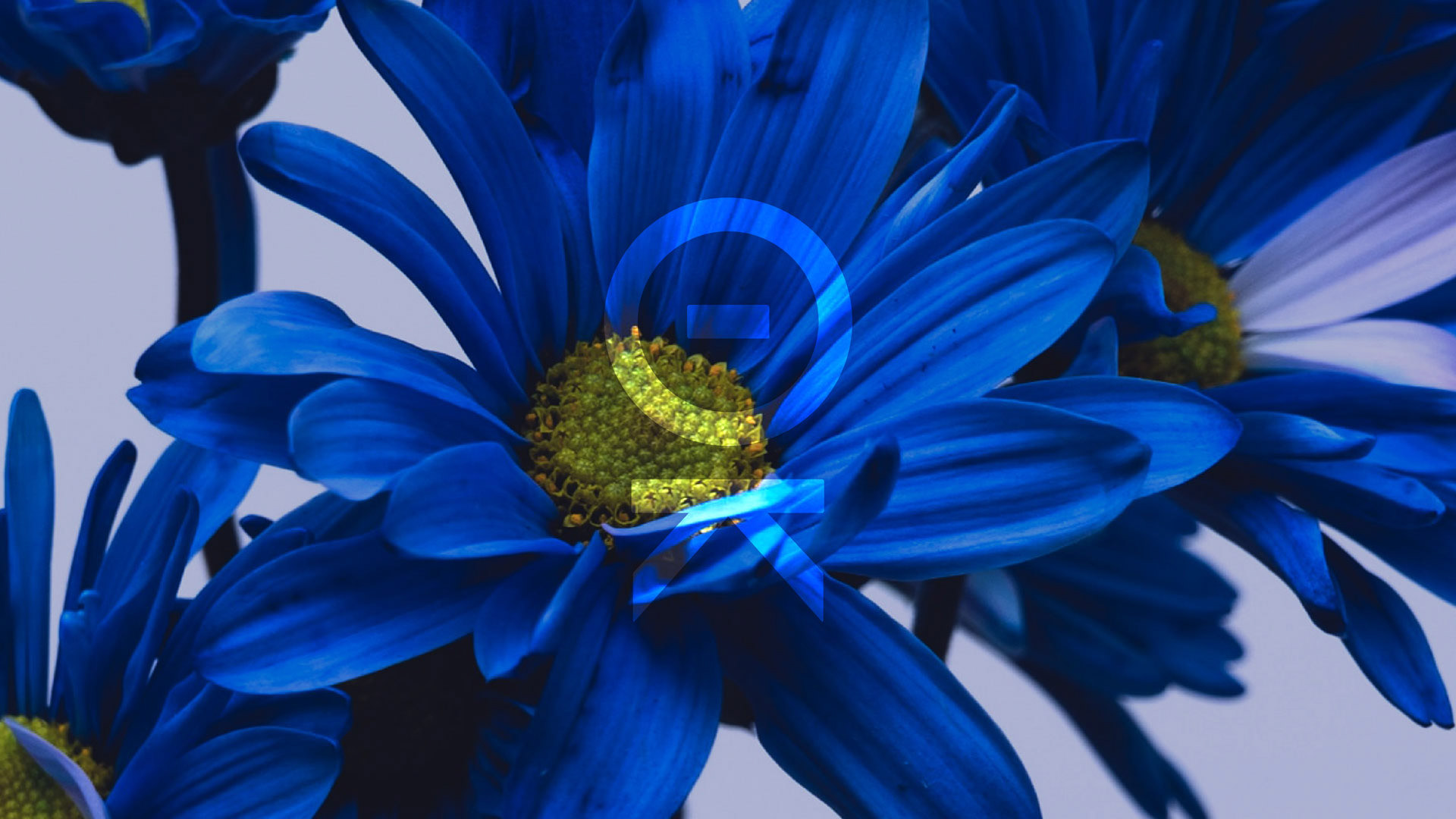 Thalassini Karali agronomist and landscape architect initials logotype placed over a blue flower.