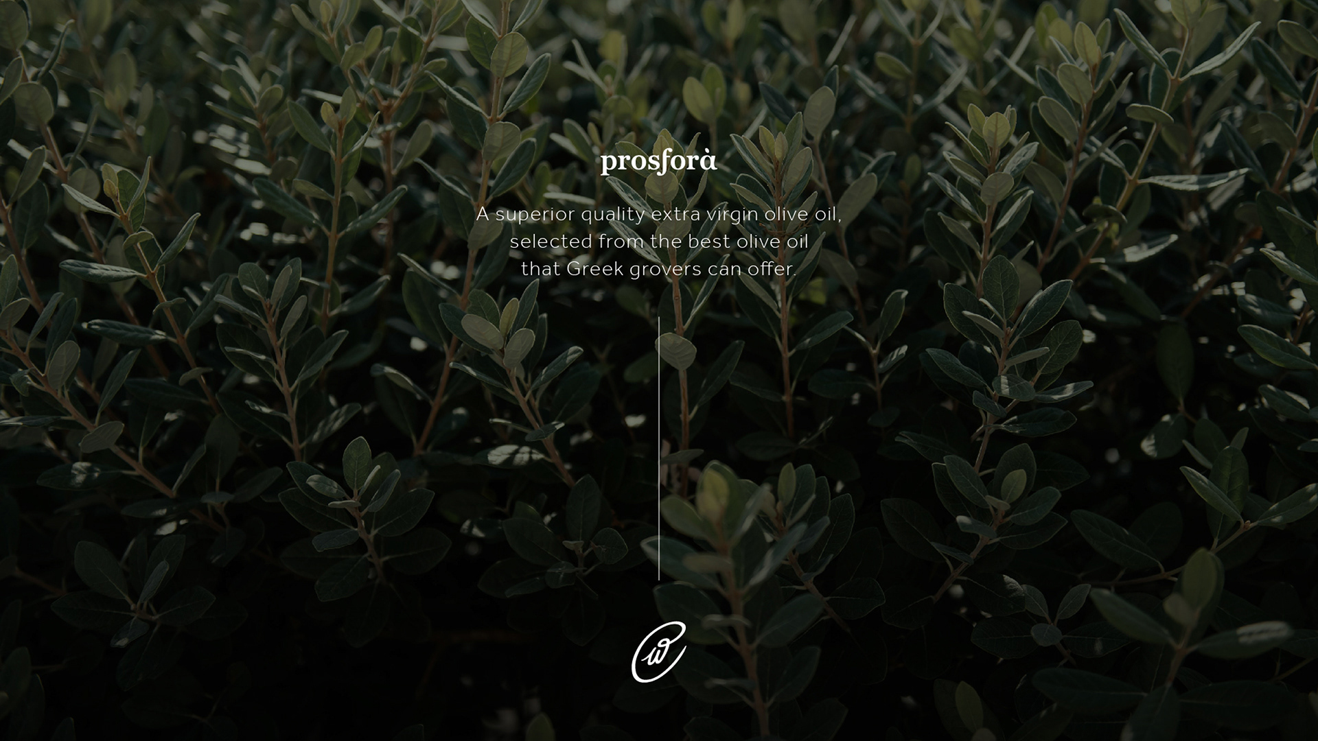 Closeup of an olive's branches in the background and in the front a short text about Prosfora olive oil. The text writes "A superior quality extra virgin olive oil, selected from the best olive oil that Greek groves can offer.". The image also includes the Prosfora olive oil logotype that resembles an olive.